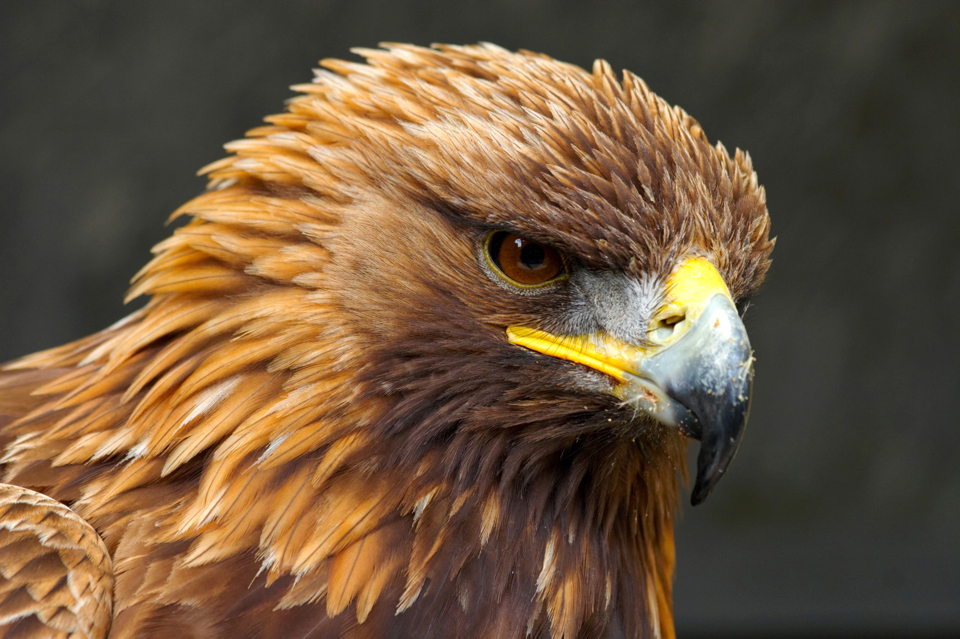 Male Golden Eagle Birds Wildlife Photography By Martin Eager 