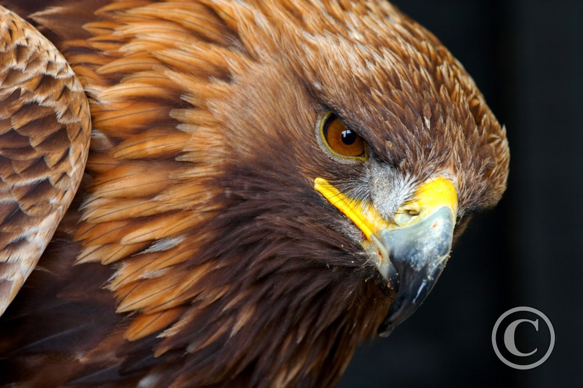 Golden Eagle Portrait 