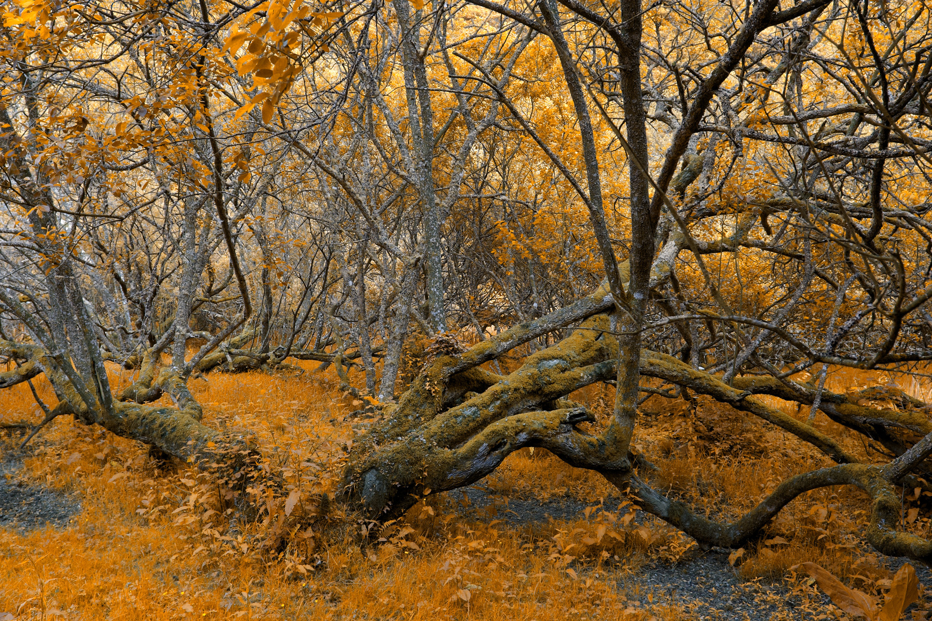 Golden Twisted Trees