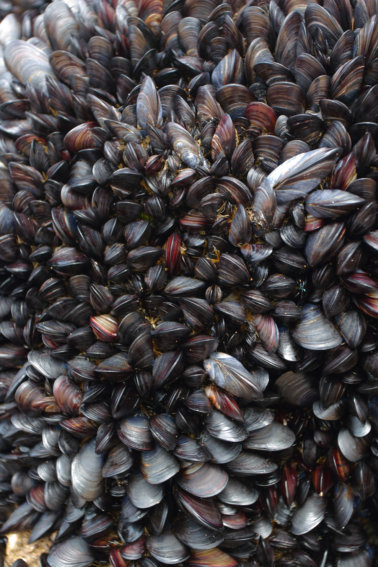 Mussels densely packed on the rocks at Bedruthan Steps