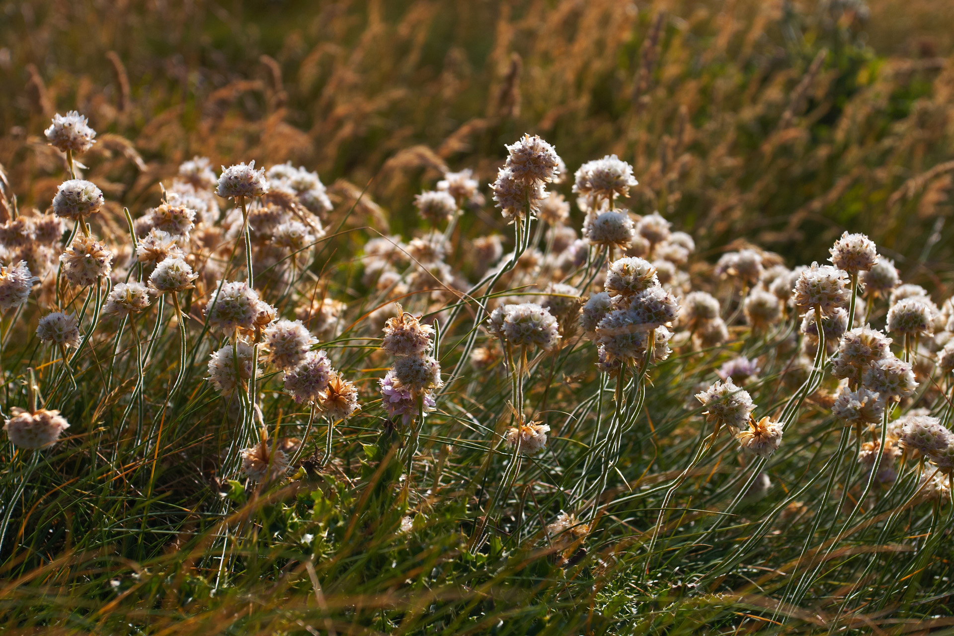 Thrift in the late afternoon sunlight atop the cliffs at Bedruth