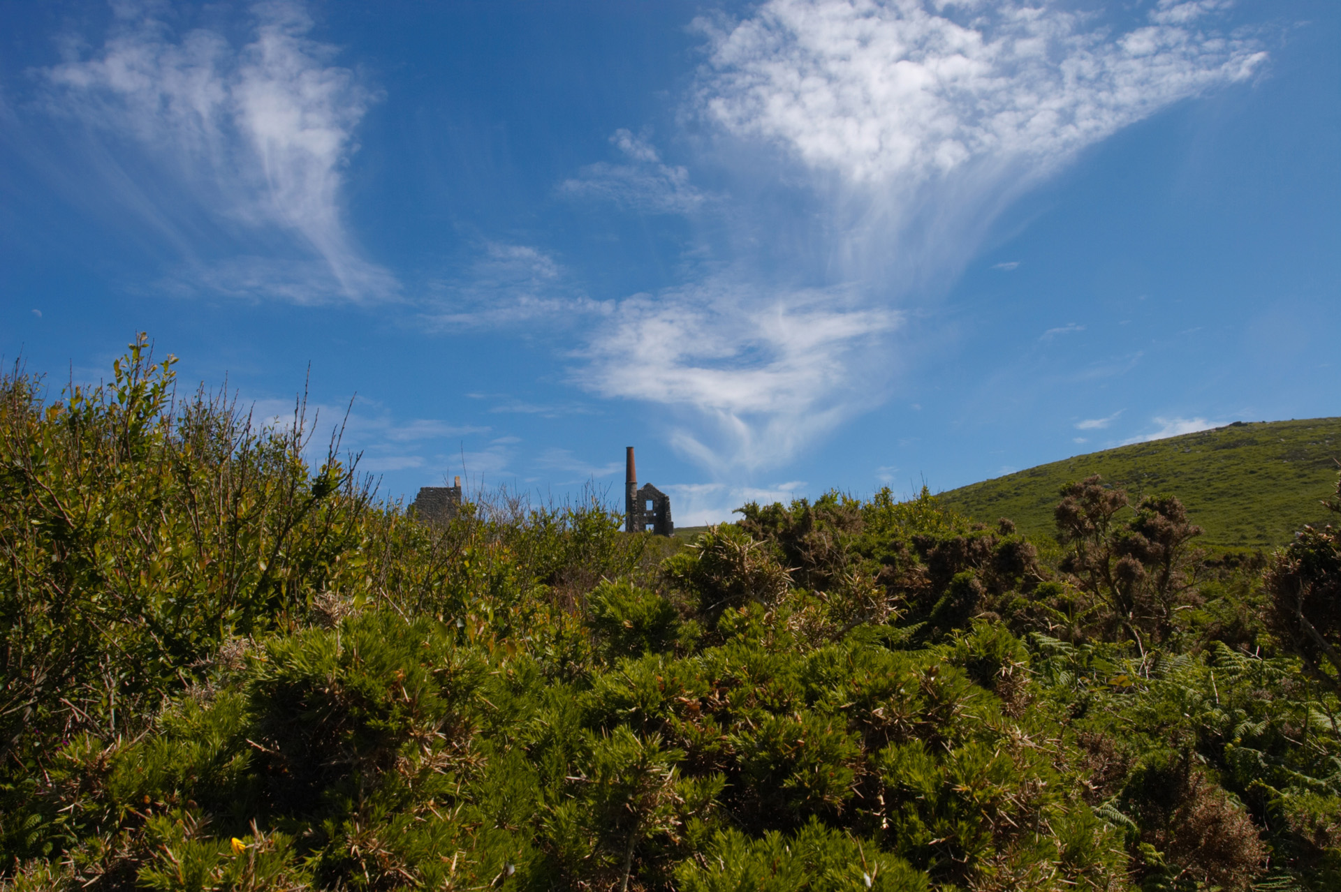Carn Galver Tin Mine viewed across the gorse bushes, Penwith, Co