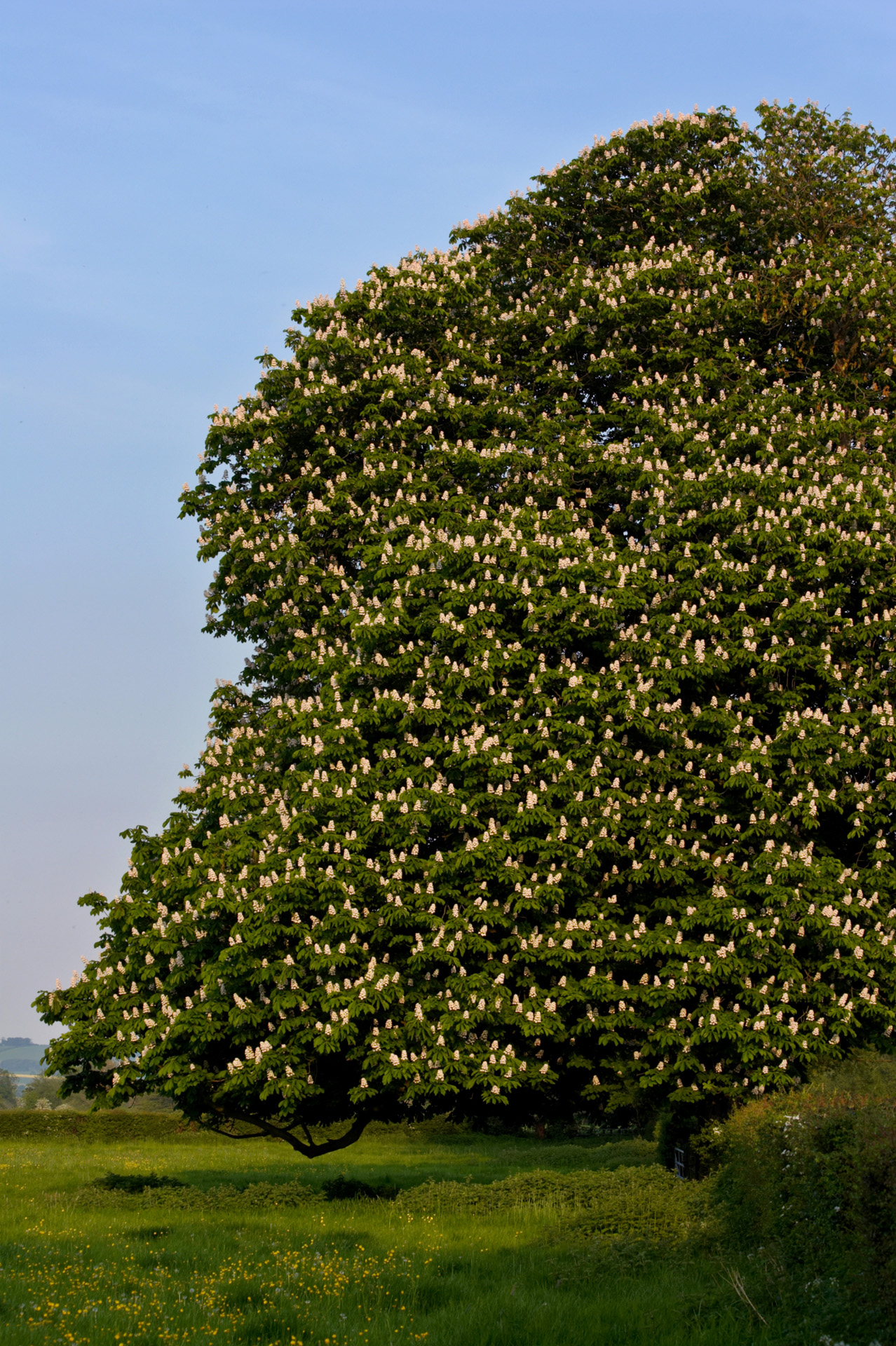 Horse Chestnut Tree In Full Blossom