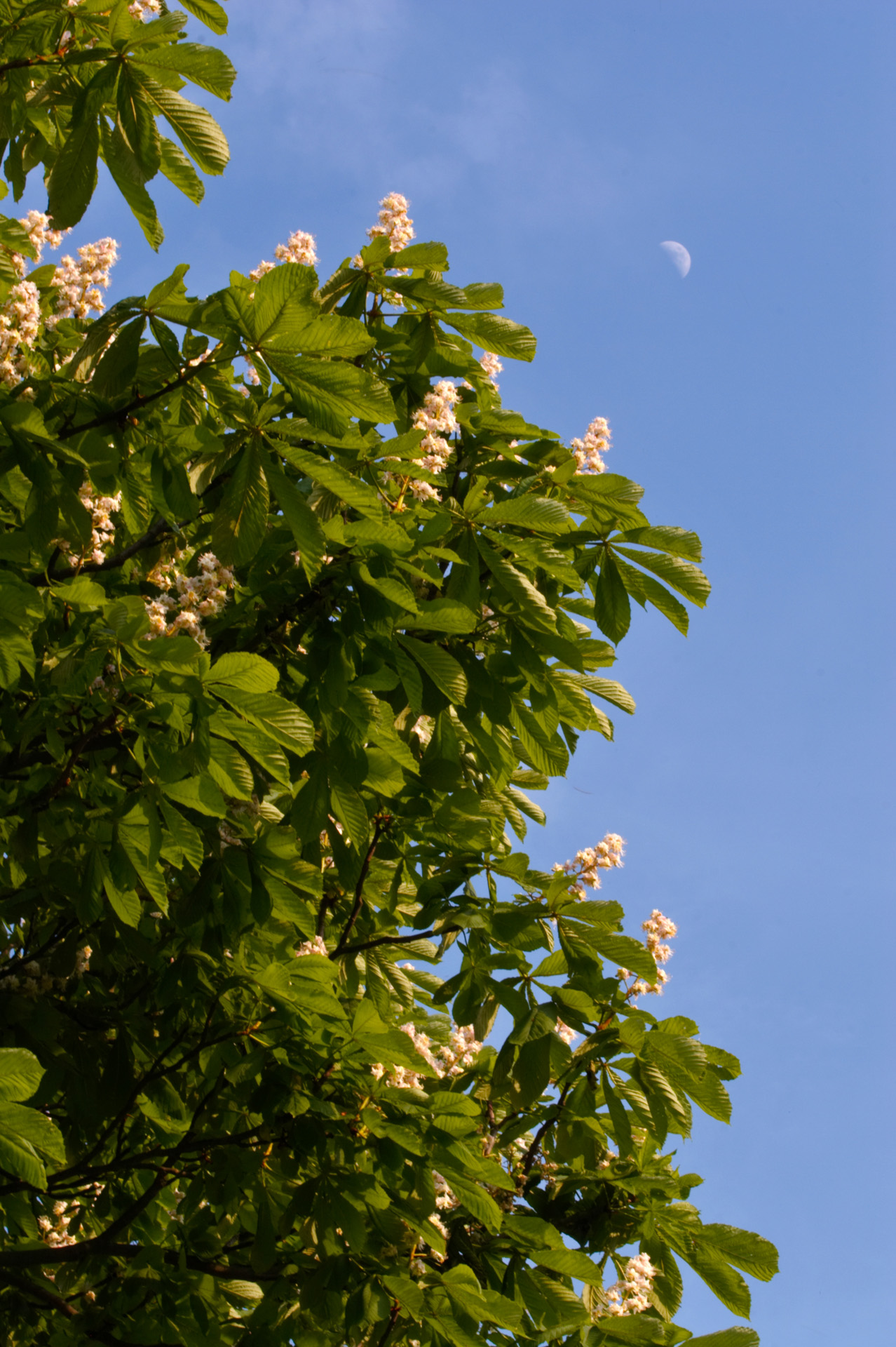 Blossoming Horse Chestnut Tree With The Moon Behind