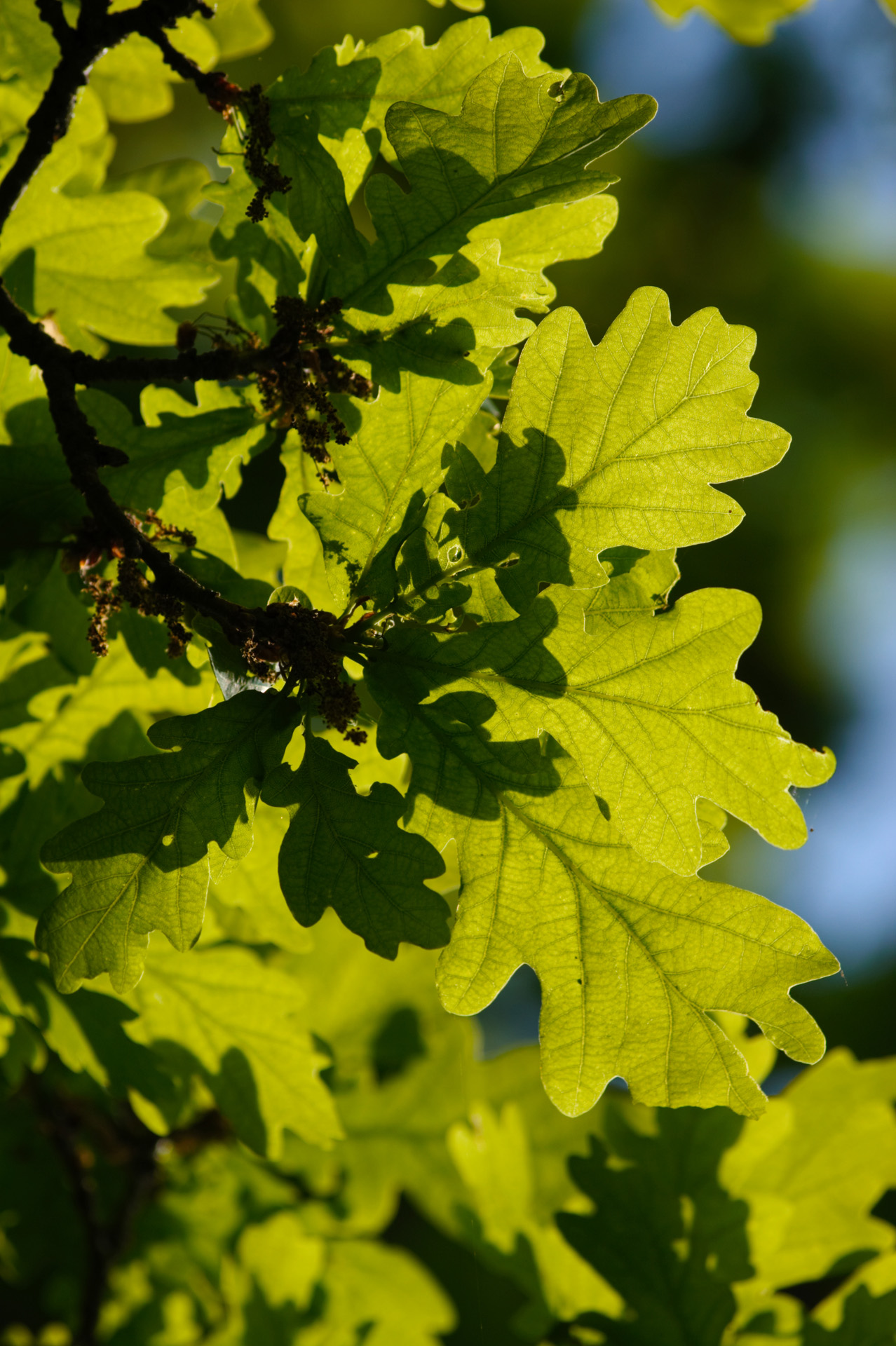 Pristine new oak leaves in the spring sunshine