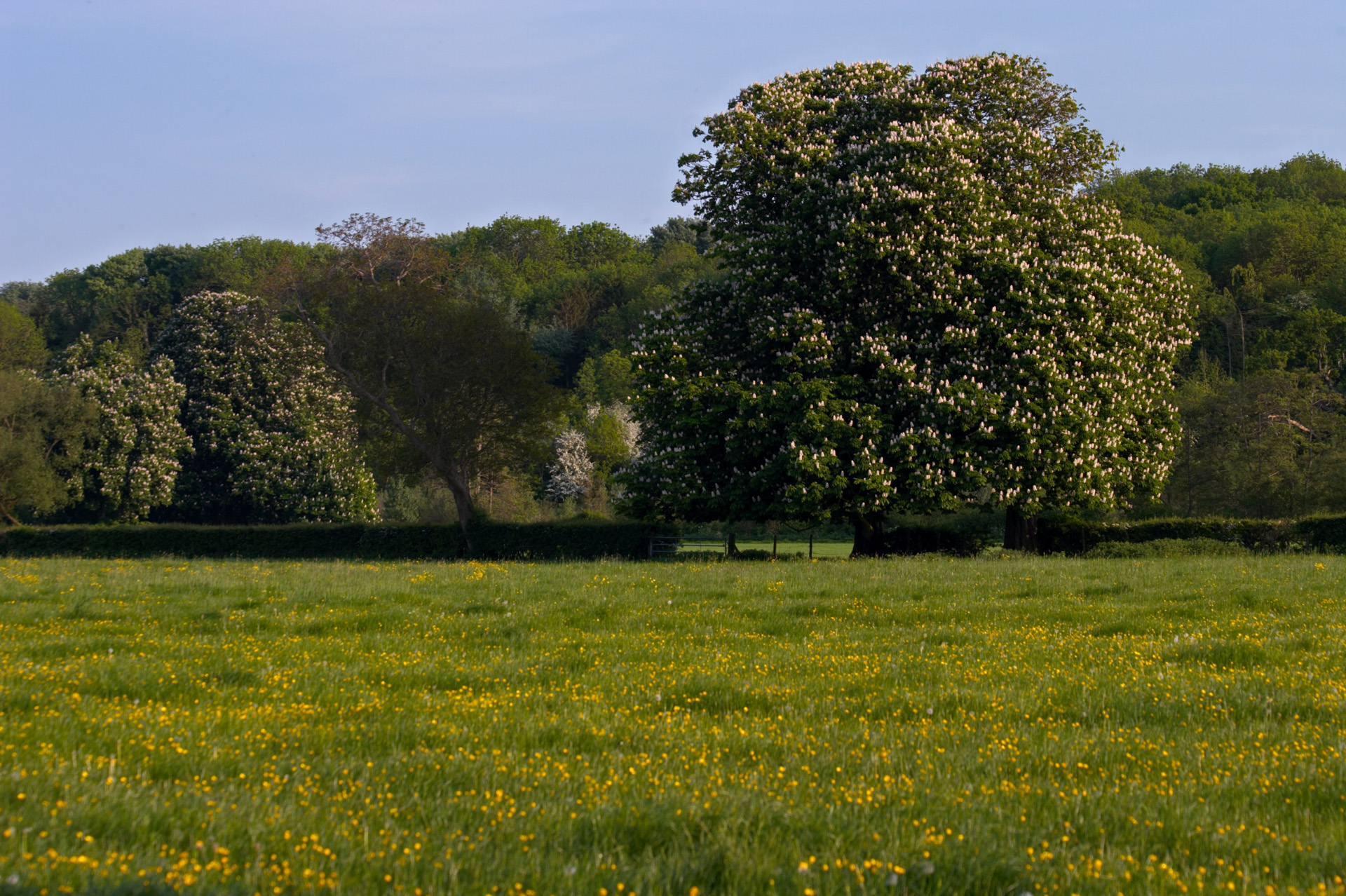 Horse Chestnut Tree in a Buttercup Meadow In Spring