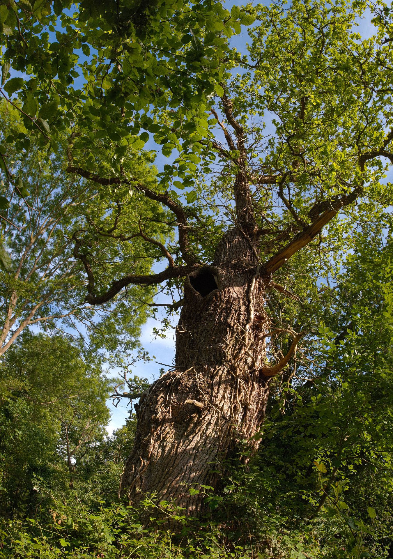 Gnarled old Oak tree at Burnham Beeches ancient woodland