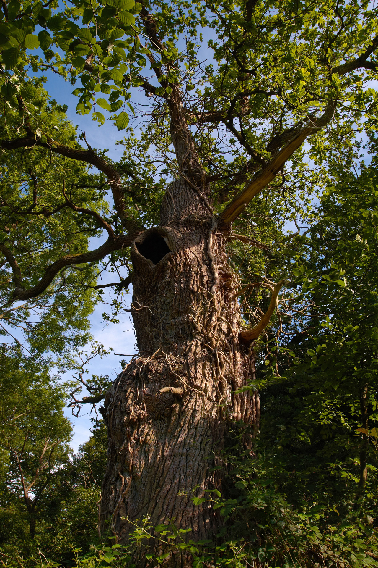 Old Man Burnham, gnarled old Oak tree at Burnham Beeches ancient