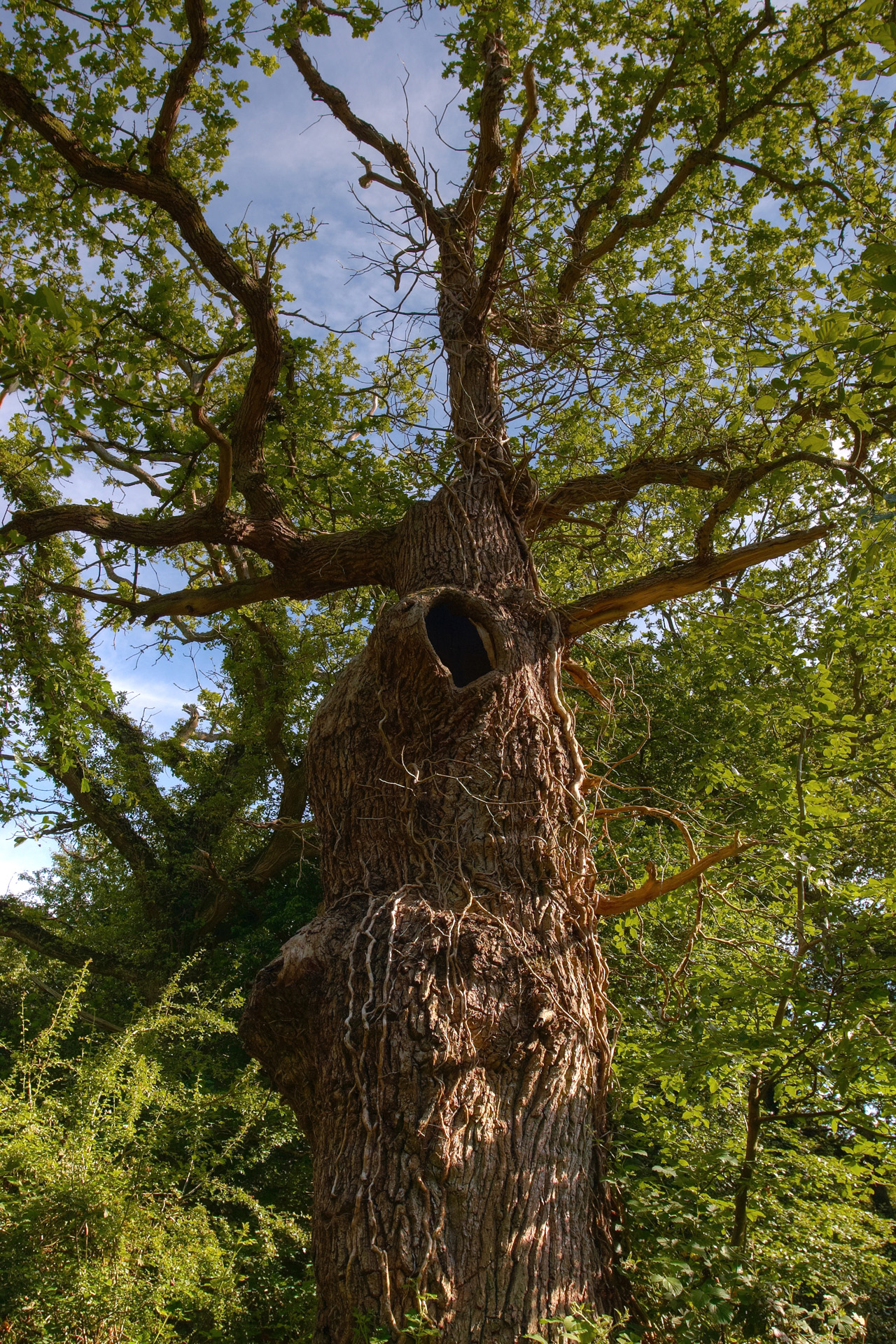 Old Man Burnham, gnarled old Oak tree at Burnham Beeches ancient