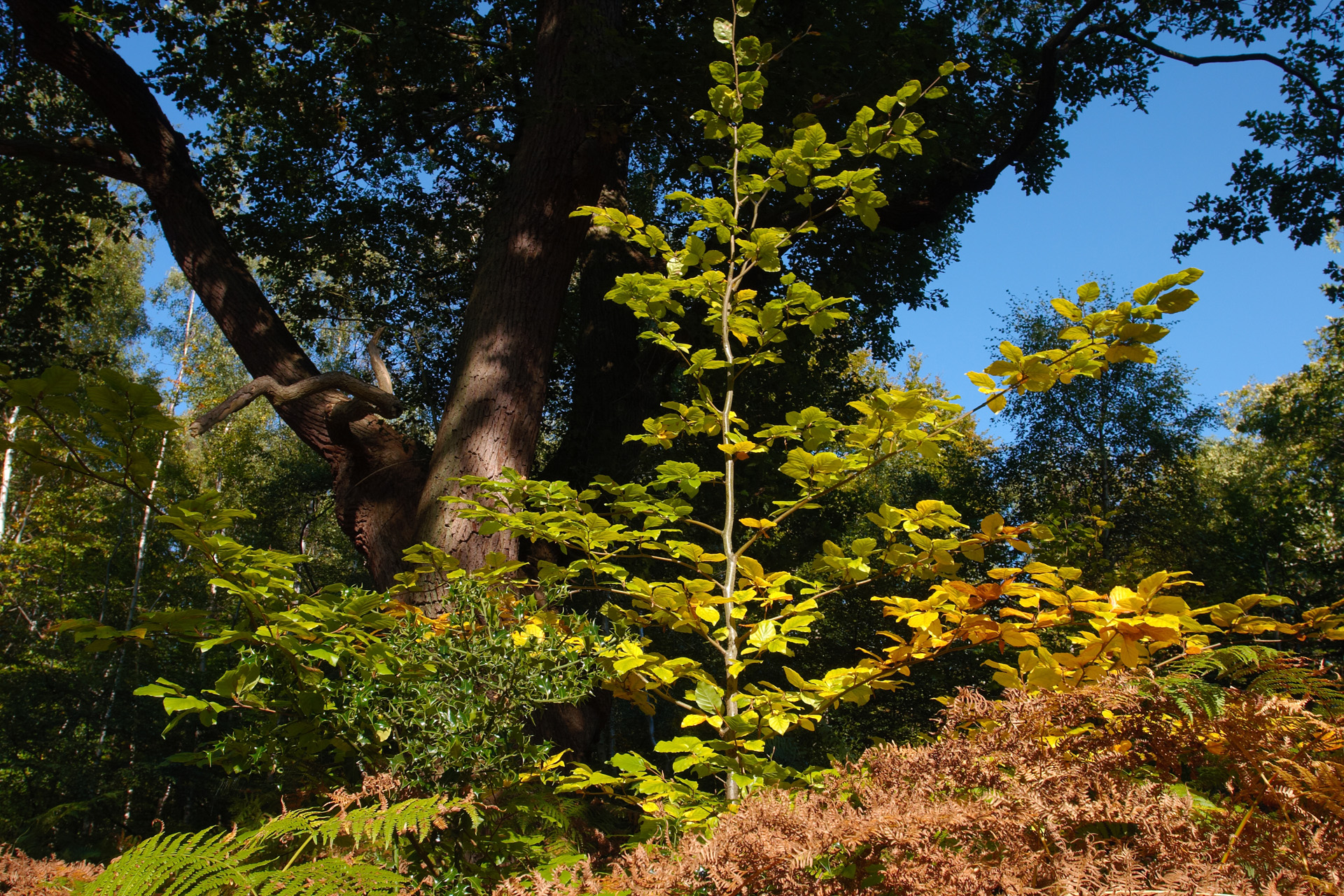 Beech Sapling and Mature Oak in Autumn