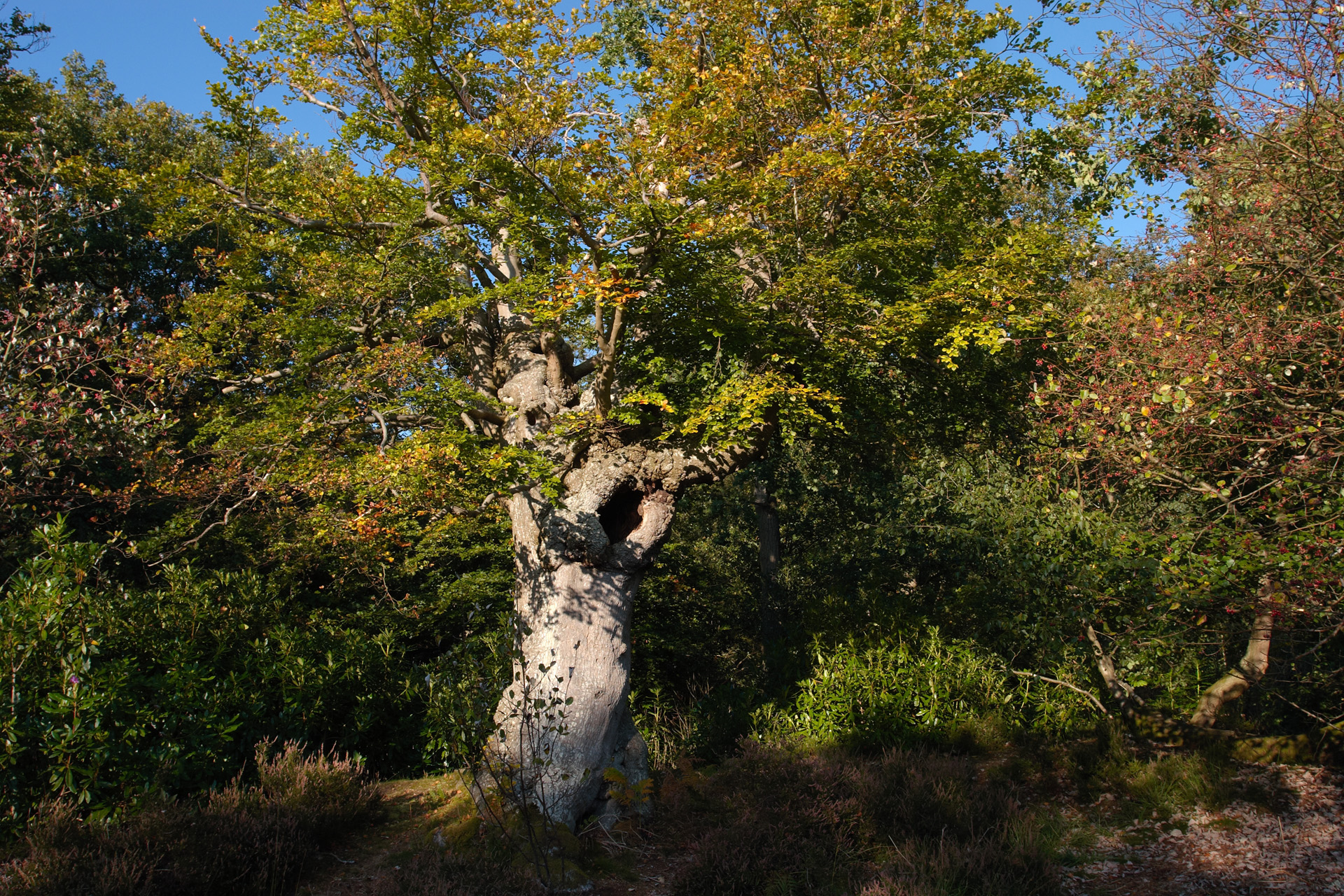 Pollarded Beech Tree at Burnham Beeches