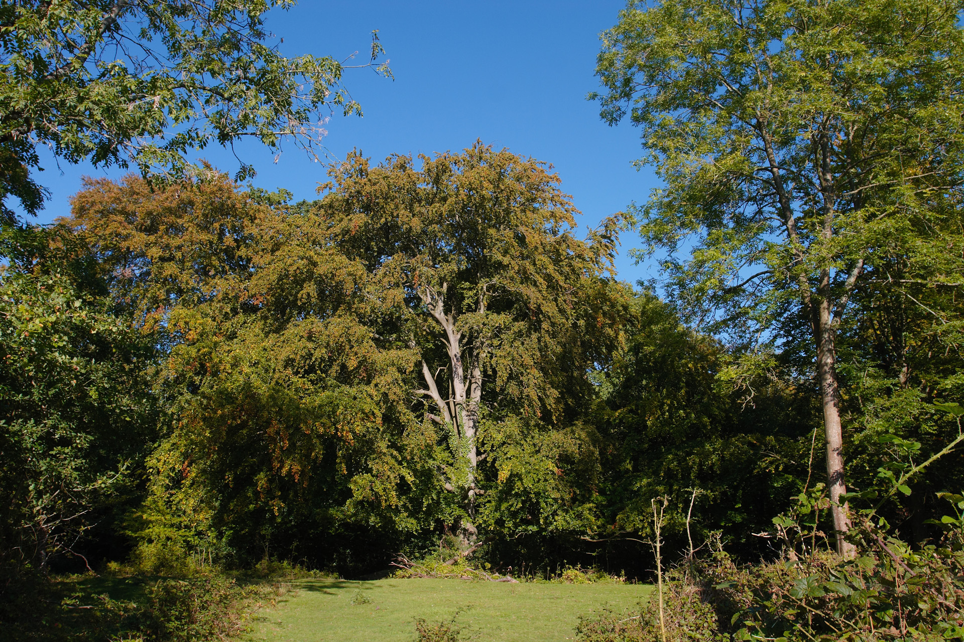 Majestic Beech Tree in Autumn