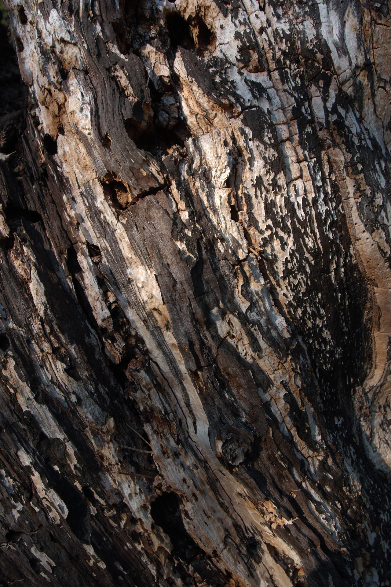 Heavily Weathered and Textured Bark