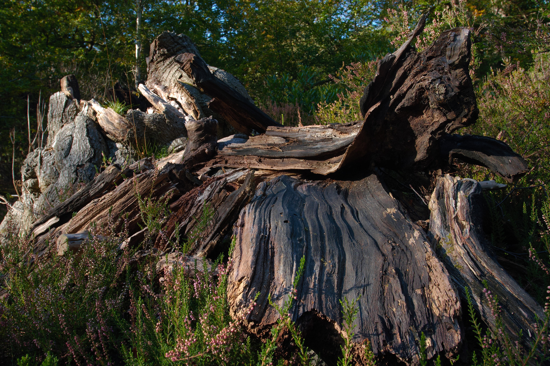 Weathered Wood at Burnham Beeches