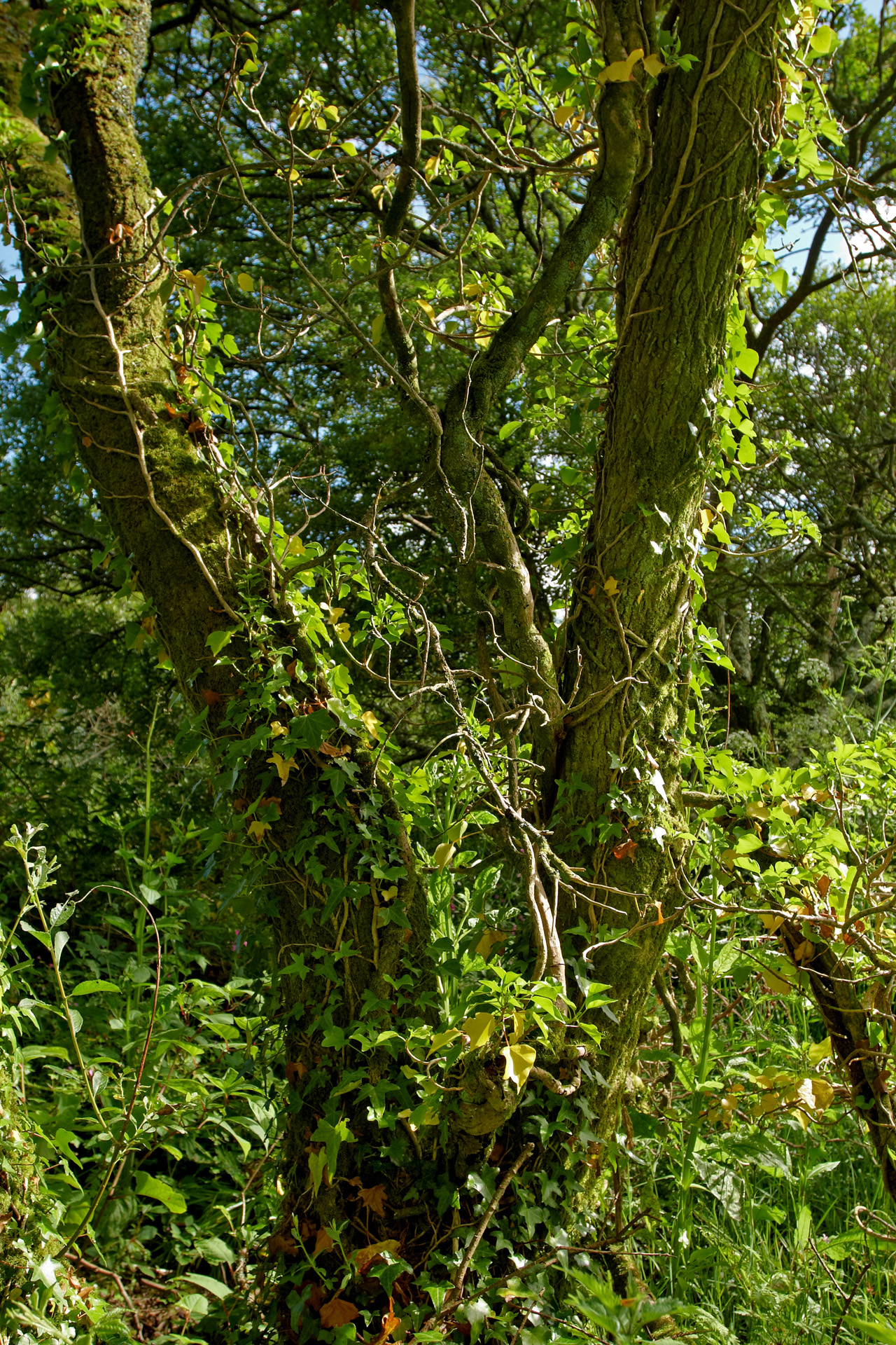 Madron Well Woodland