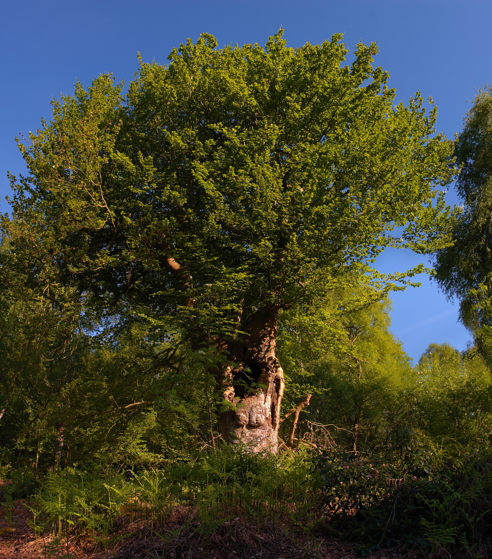 Mendelssohn's Oak, Burnham Beeches ancient woodland