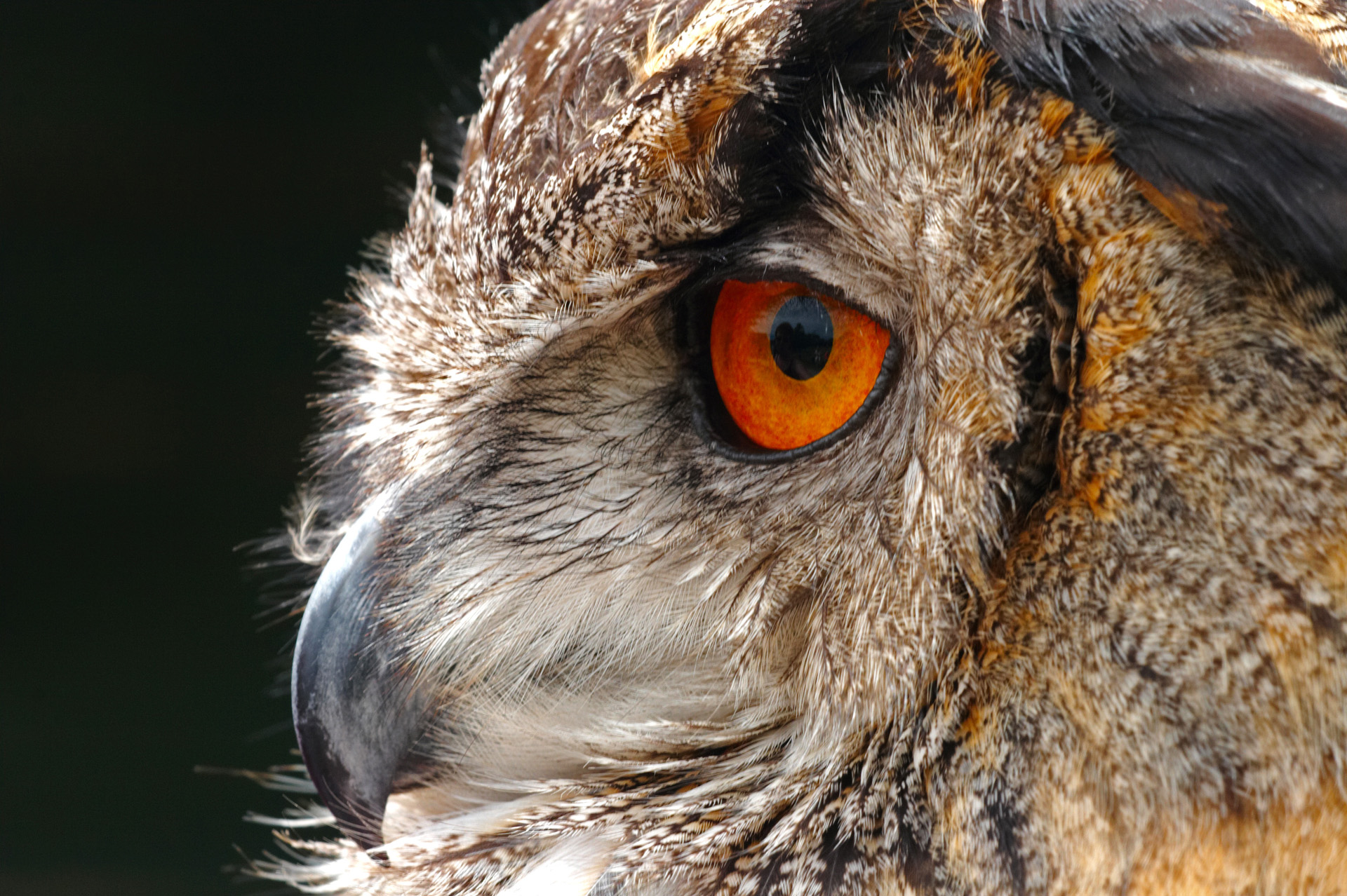 European Eagle Owl Side Profile