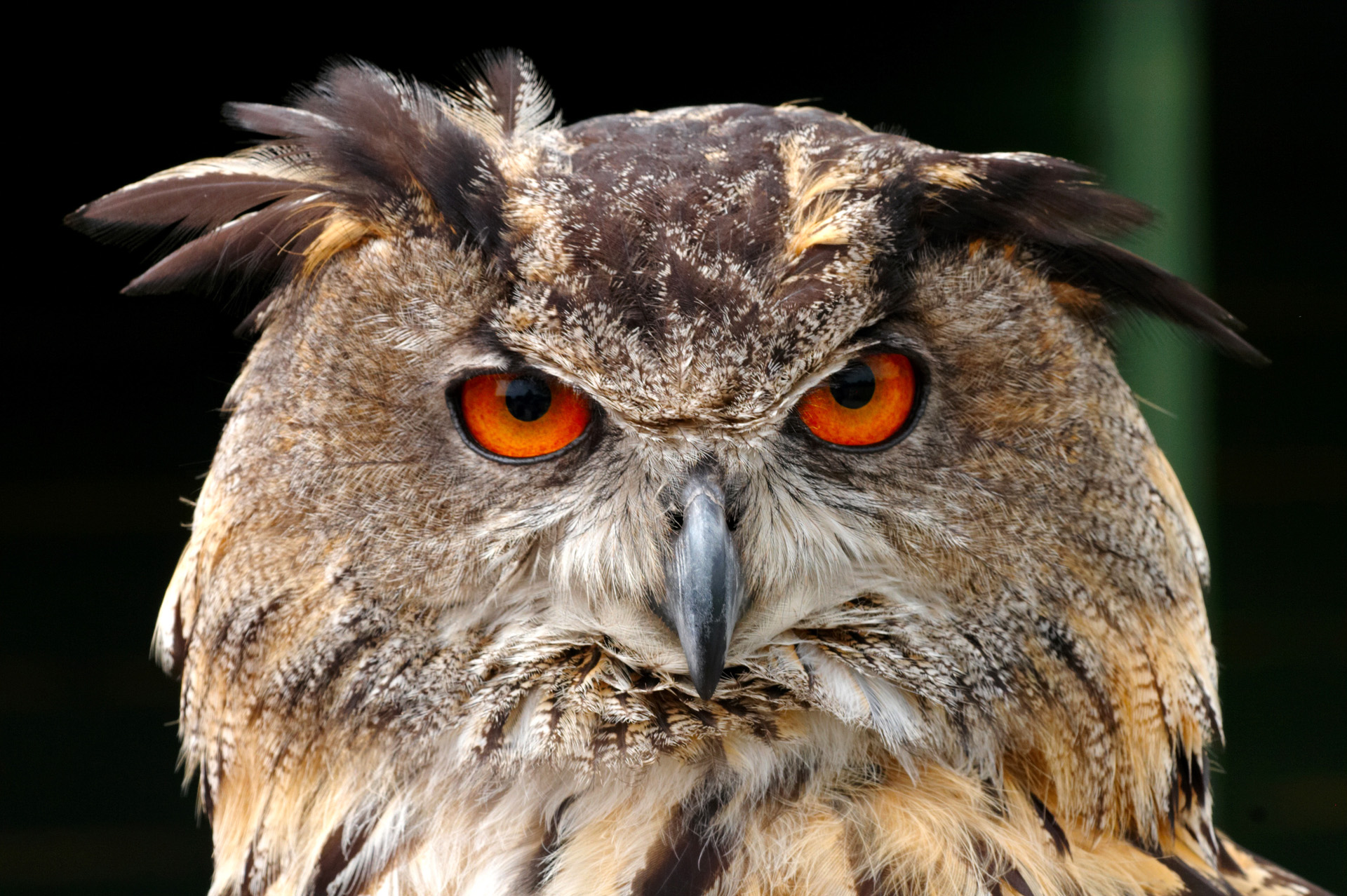 What Does A Eagle Owl Look Like