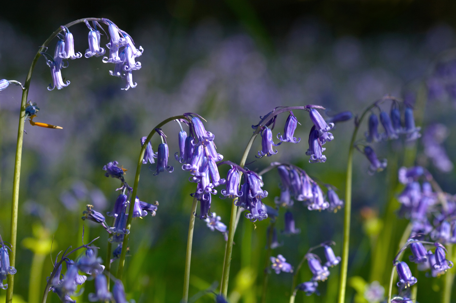 Bluebell Arches