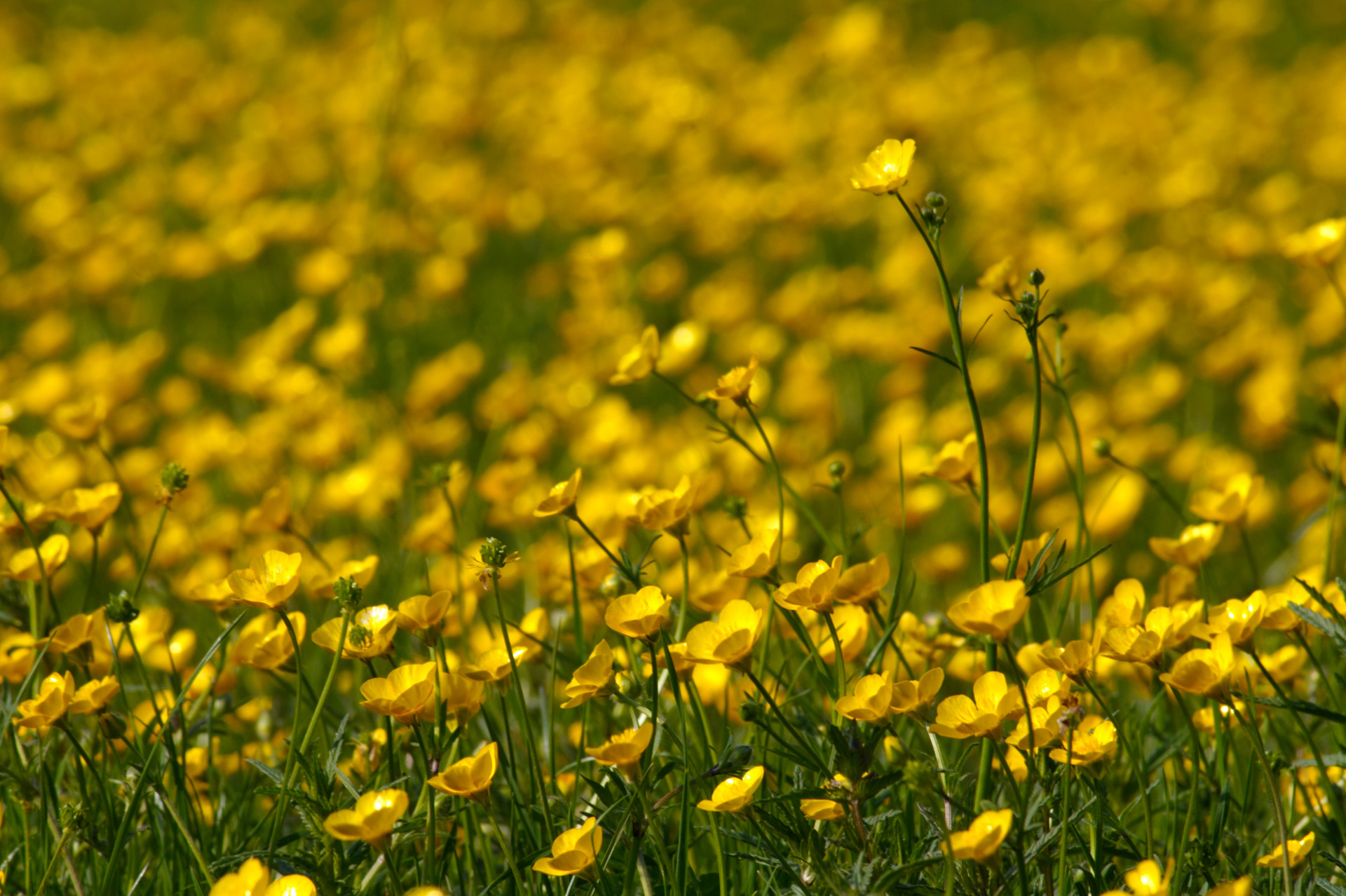 Buttercups In Spring