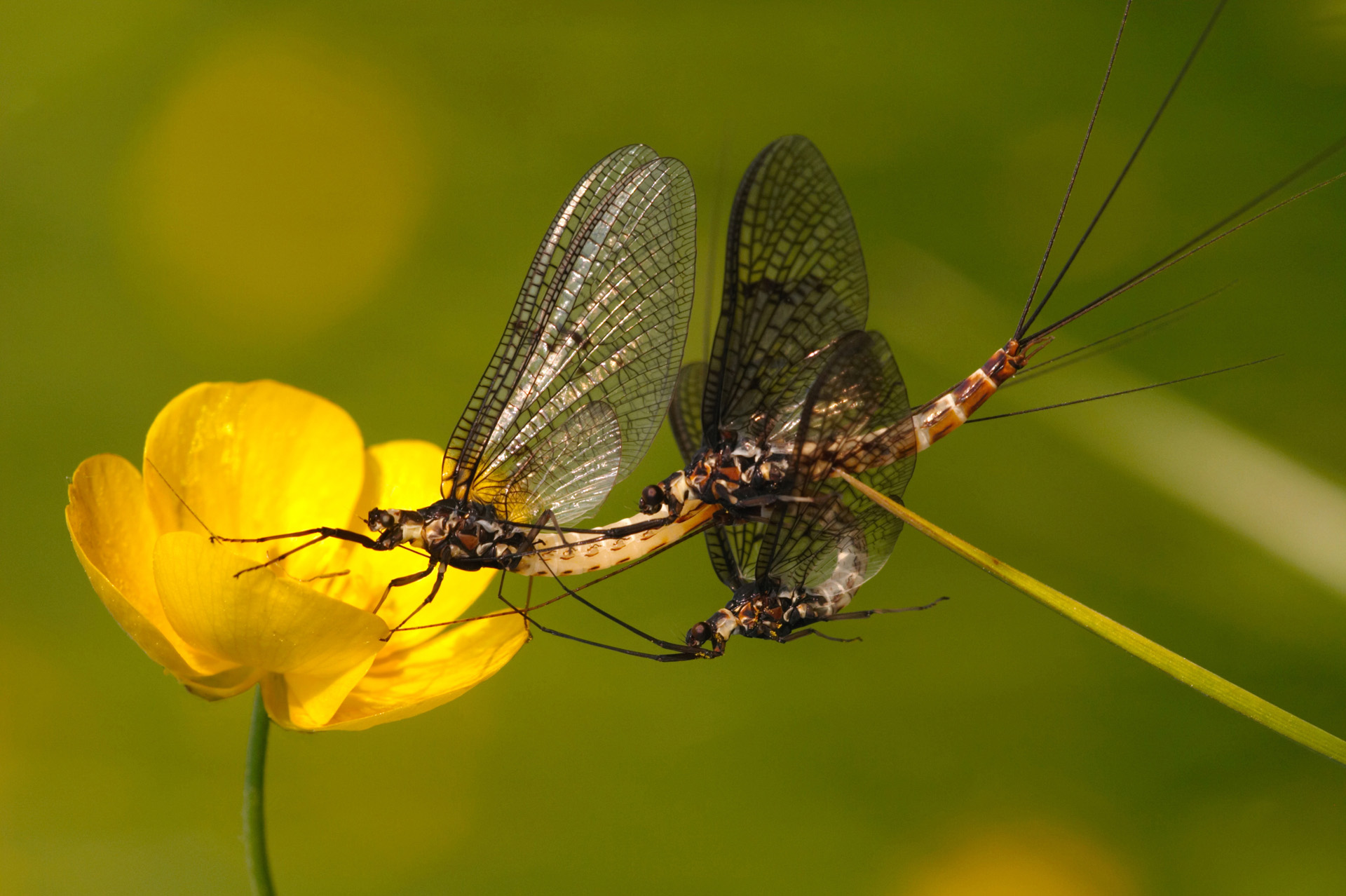 Mayflies Mating
