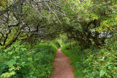 The path to Madron Celtic Chapel, near Penzance, Cornwall