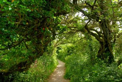 The path to Madron Celtic Chapel, near Penzance, Cornwall