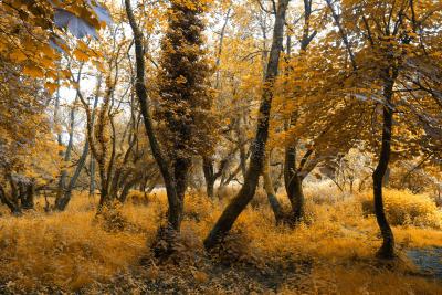 Golden Camel Trail Trees