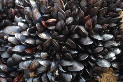 Mussels densely packed on the rocks at Bedruthan Steps