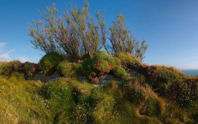 Overgrown Coastal Wall at Bedruthan Steps
