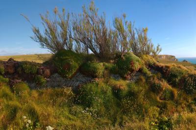 Overgrown Coastal Wall Near Bedruthan Steps
