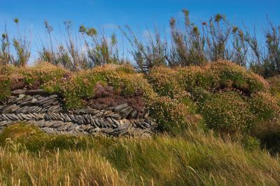 Overgrown Dry Stone Wall On The Cliffs Near Bedruthan Steps