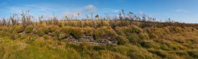 Overgrown Dry Stone Wall On The Cliffs Near Bedruthan Steps