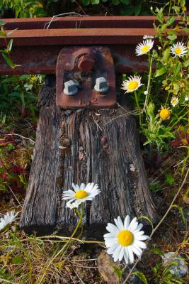 Railway sleeper and rusty rail among the Daisies