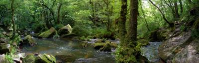 Golitha Falls Panorama