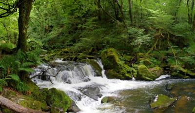 Golitha Falls Panorama