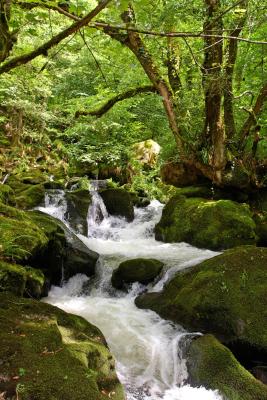Golitha Falls Rapids