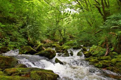 Golitha Falls Rapids