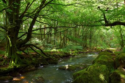 Golitha Falls