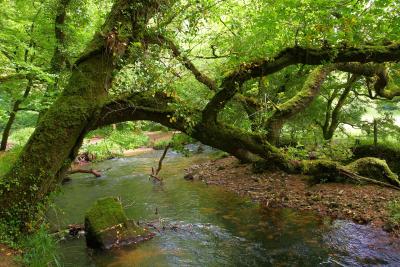 River Fowey at Golitha Falls