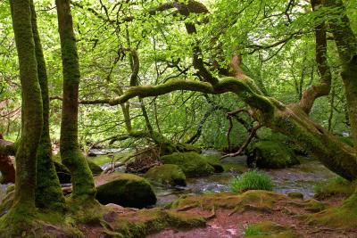 Leaning Down To Drink