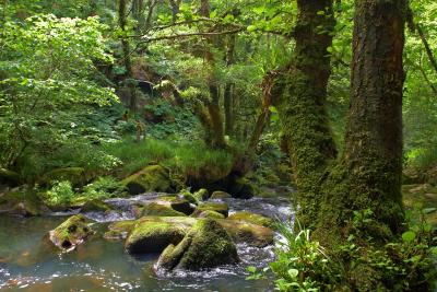Golitha Falls Lower Reaches