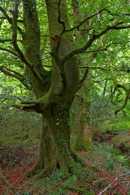 Ancient And Mossy Tree