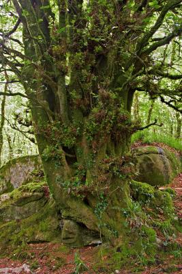 Old Mossy