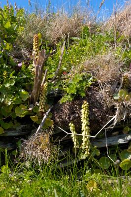 Overgrown walls at Tintagel Castle ruins, Cornwall