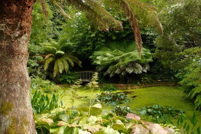 Pond and Bridge at Trengwainton Garden