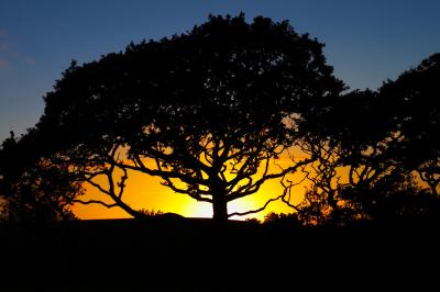 Oak Tree Sunset