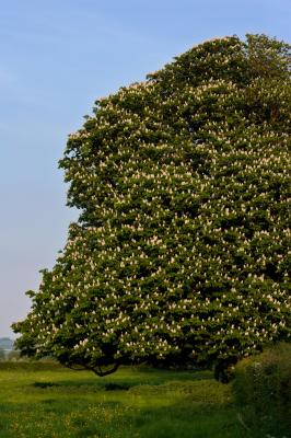Horse Chestnut Tree In Full Blossom