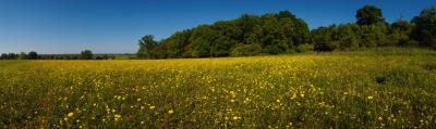 Buttercup Meadow Panorama at Wittenham Clumps