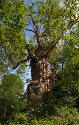 Old Man Burnham, gnarled old Oak tree at Burnham Beeches ancient